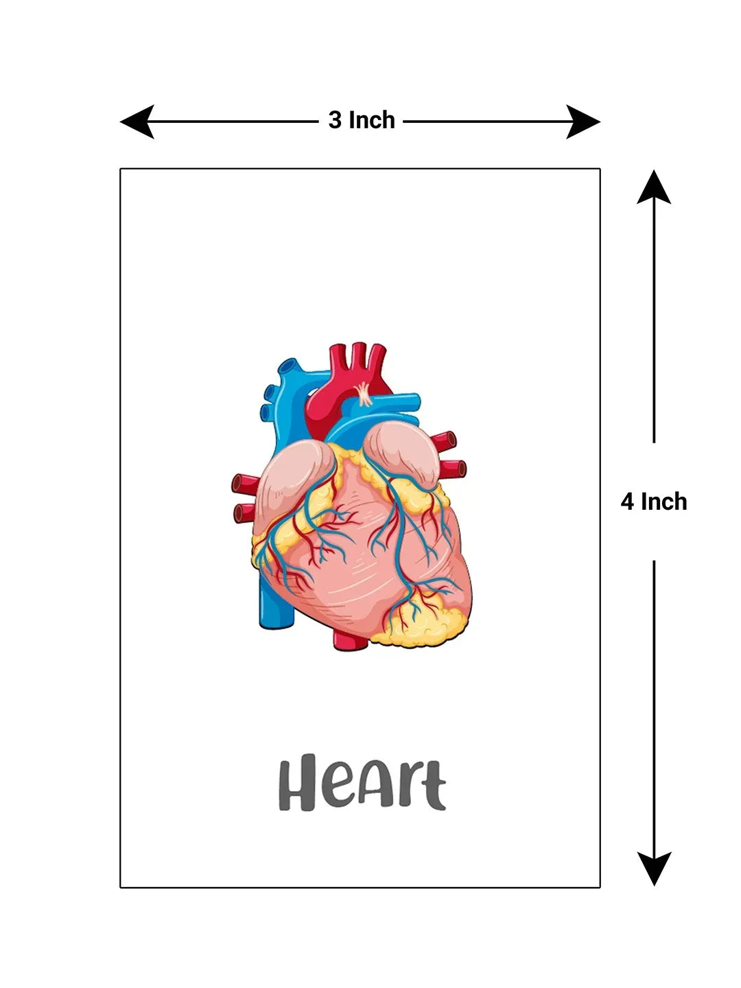 iLearnNGrow Baby’s First Body Parts Flash Cards – Educational Learning Flashcard Set for Kids